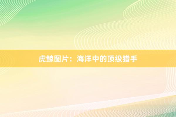 虎鲸图片：海洋中的顶级猎手
