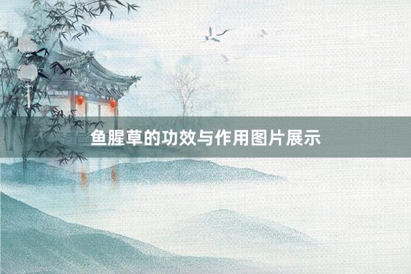 鱼腥草的功效与作用图片展示